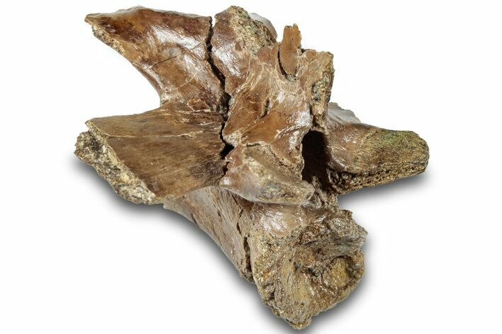 Fossil Crocodilian Vertebra - Judith River Formation #313403